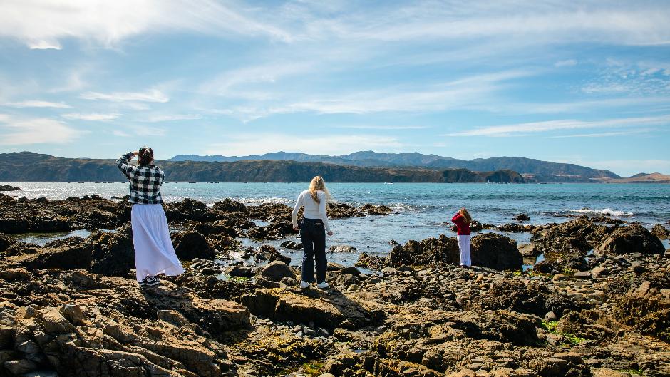 Discover the best of Wellington with a 3-hour City Highlights Tour,  a journey that brings its stories to life! 