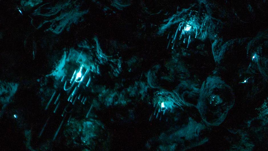 Experience the magic of glowworms without leaving Auckland, and immerse yourself in nature, history, and wonder in just one hour!