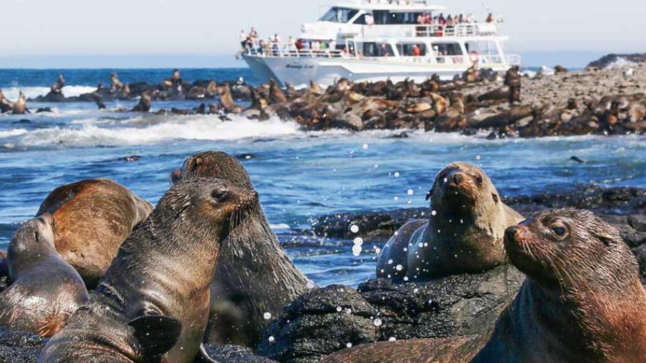 Phillip Island Wildlife Cruise and Penguins Tour