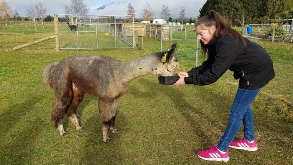 Come for a tour of our working Alpaca Farm to get an up-close experience with these friendly animals!