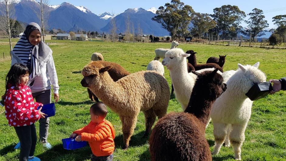 Be enchanted by our beautiful Alpacas with a meet, greet and feeding experience!