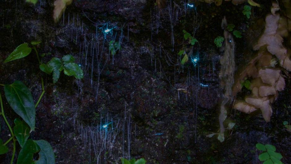 Experience the magic of the rainforest after dark - a truly unique adventure!