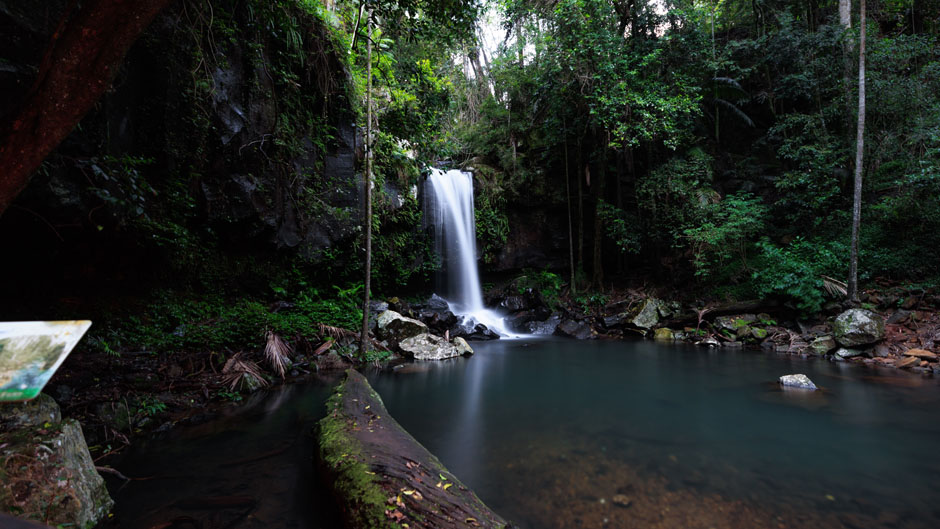 Experience the magic of the rainforest after dark - a truly unique adventure!