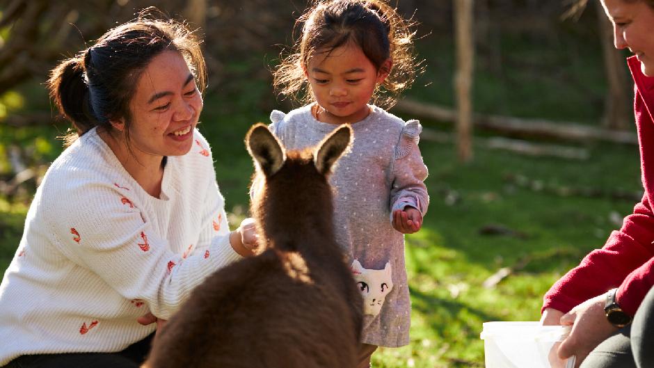 ENJOY BEACH BOXES, KANGAROOS, KOALAS, BIRDS, COASTAL WALKS AND THE WORLD FAMOUS PHILLIP ISLAND PENGUIN PARADE.