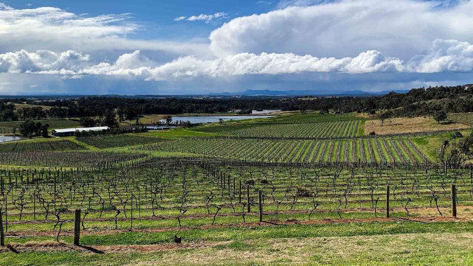 private hunter valley tour wine vineyards