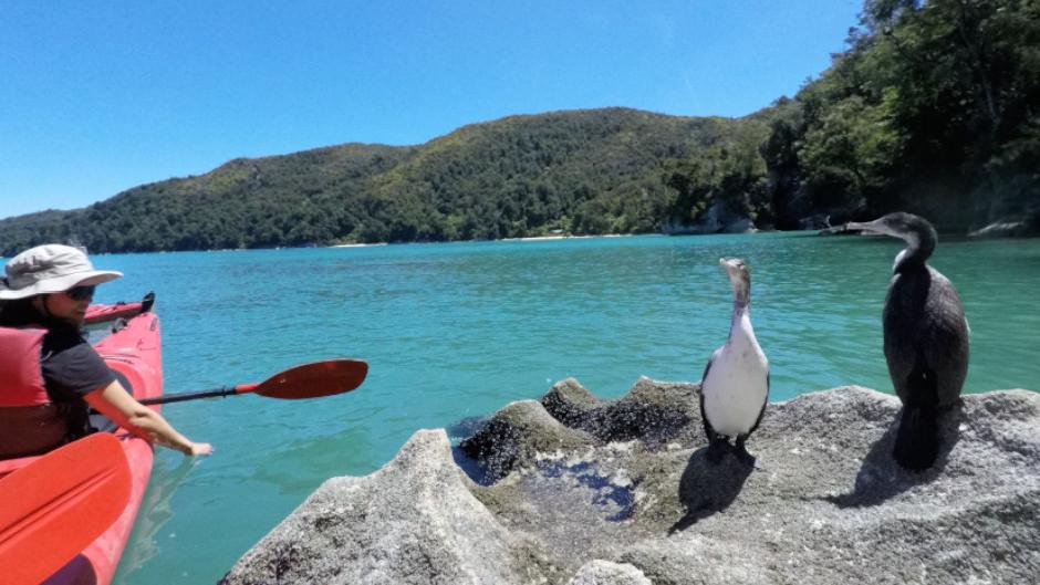 Embark on a self-guided kayak adventure along the beautiful coastline of Abel Tasman!