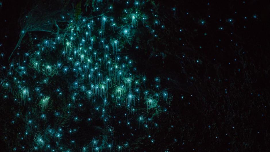Kayak into the night to experience the natural wonder of glowworms as they light up in the dark.