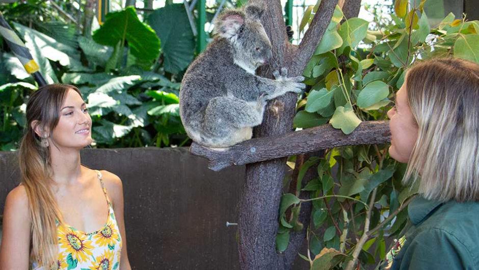 The ultimate Koala experience in Cairns!