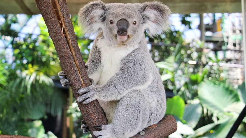 The ultimate Koala experience in Cairns!