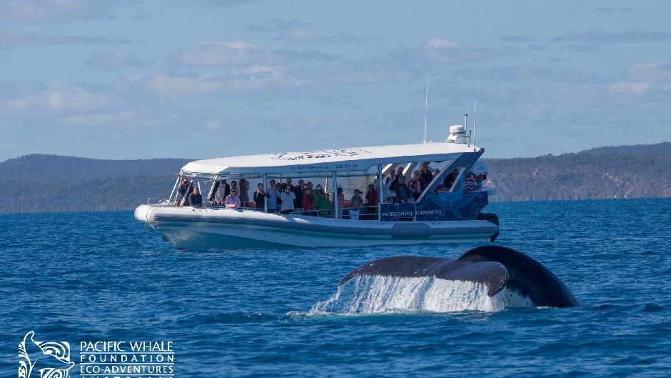 Join our onboard expert in searching for the Majestic Whales of Hervey Bay. Because we offer Whale Search beyond PEAK whale-watching season, we do not ensure a guaranteed whale sighting.
