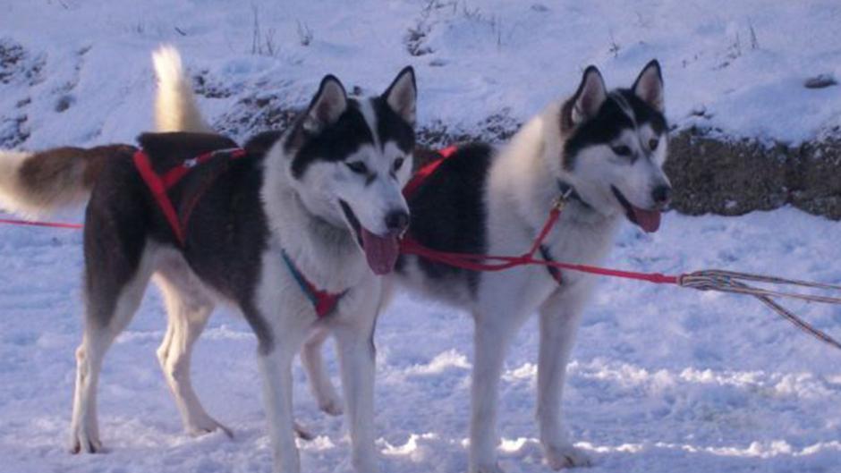 Spectacular Siberian Huskies sleddog tour at Timberline Kennel! 