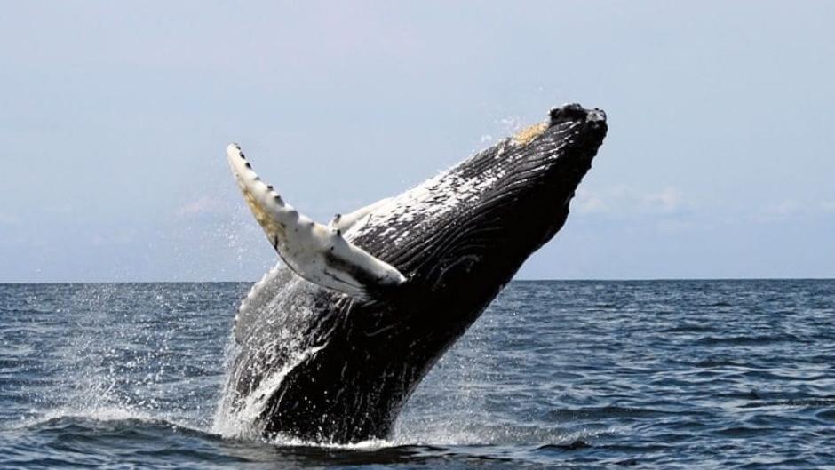A whale watching adventure like you've never experienced before!