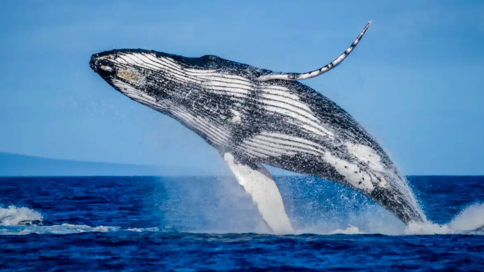 A whale watching adventure like you've never experienced before!