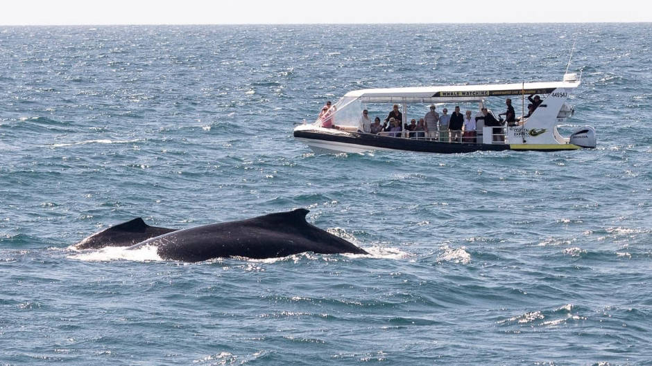 A whale watching adventure like you've never experienced before!