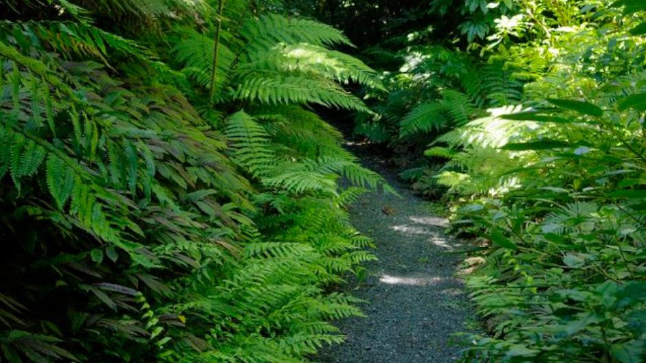 Enjoy a walk through the stunning forest trails at Sanctuary Mountain Maungatautari.