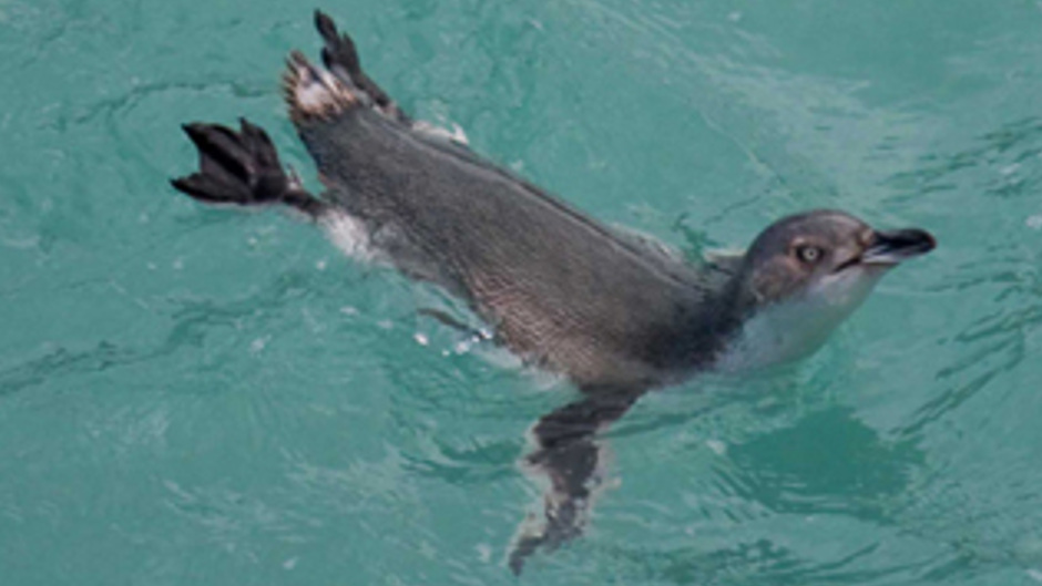 Discover the magical world of wild penguins in their natural habitat on the Evening Penguin Tour...