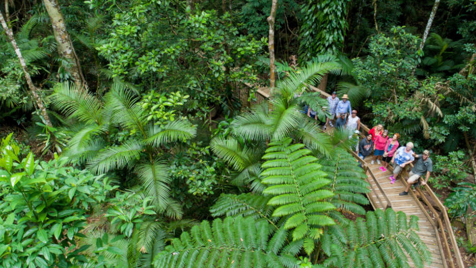 Discover the beauty of the Daintree Rainforest and Cape Tribulation region where the rainforest meets the reef!