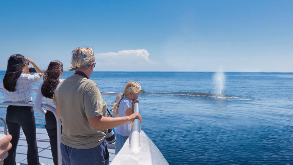 Discover Tikapa Moana - the Hauraki Gulf with us as we cruise through the myriad of islands, spot wildlife and learn about the cultural footprint of Tamaki Makaurau!