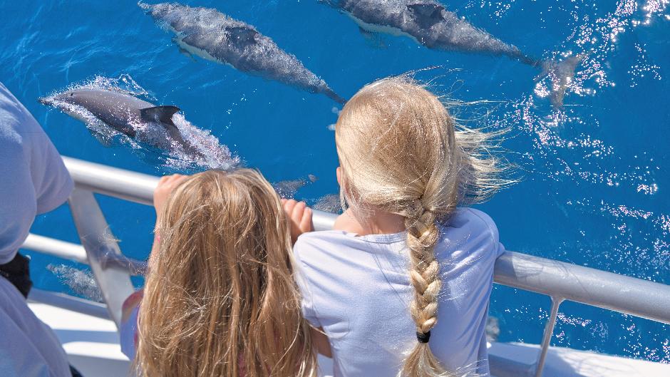 Discover Tikapa Moana - the Hauraki Gulf with us as we cruise through the myriad of islands, spot wildlife and learn about the cultural footprint of Tamaki Makaurau!