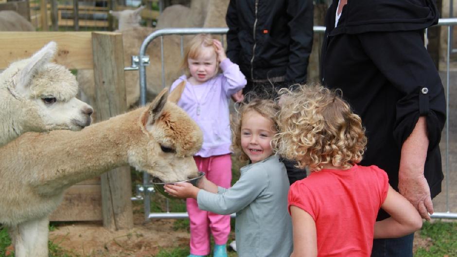 Get the ultimate Alpaca fix with an exciting visit to Cornerstone Alpacas!