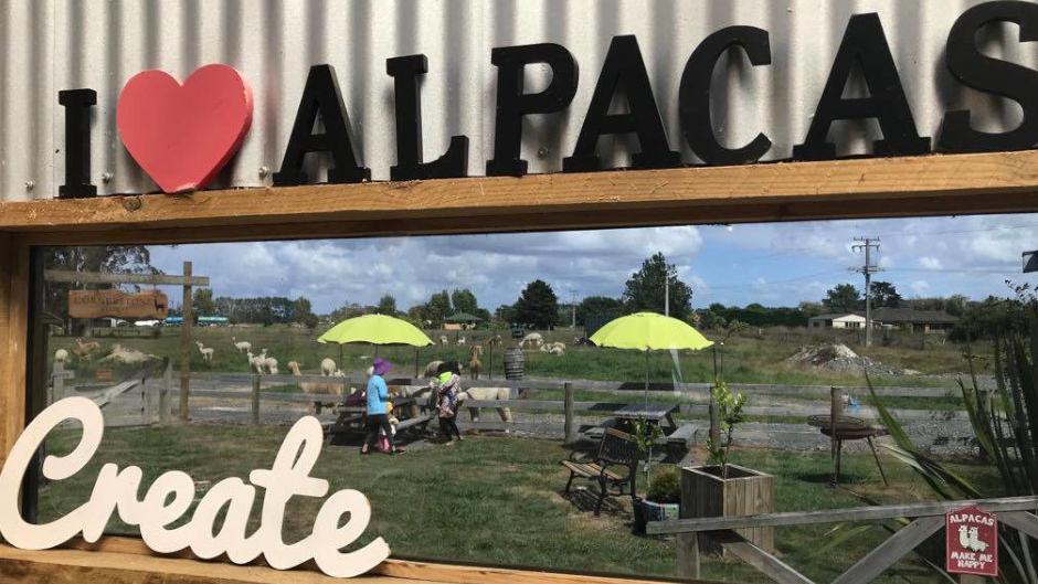 Get the ultimate Alpaca fix with an exciting visit to Cornerstone Alpacas!