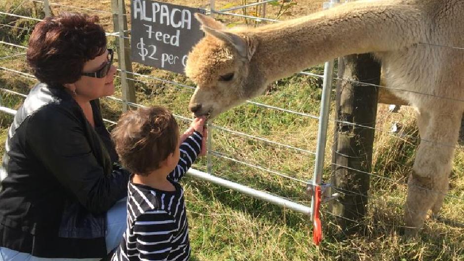 Make an Alpaca's day as you hand-feed them at Cornerstone Alpaca Farm!
