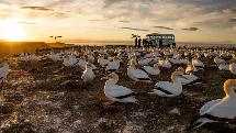 Gannet Safaris Overland at Cape Kidnappers