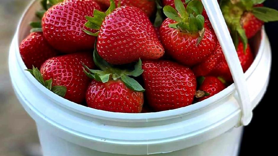 PYO Strawberry 3kg