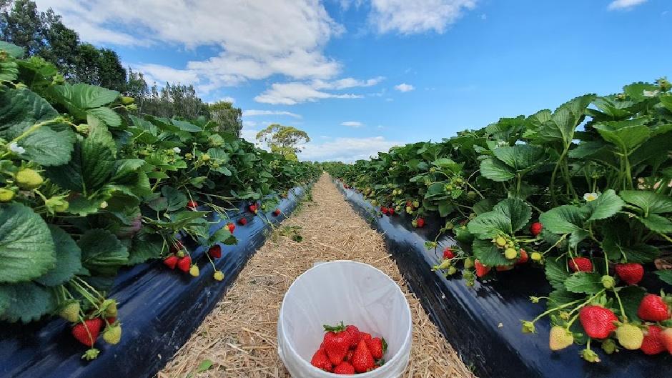 Pick your own delicious ripe strawberries and enjoy a train ride - fun for the whole family!
 