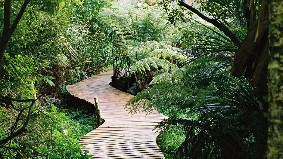 Explore an outdoor gallery of over 60 large-scale sculptures set in beautiful native New Zealand bush!
