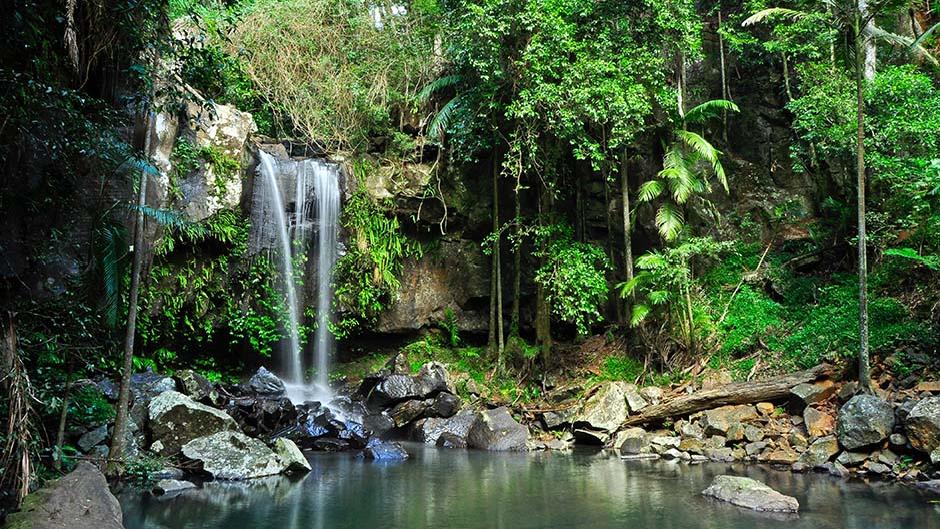 Explore Tamborine Mountain on this full day tour, experiencing the region’s local produce, stunning subtropical rainforest and amazing culture and local crafts! 