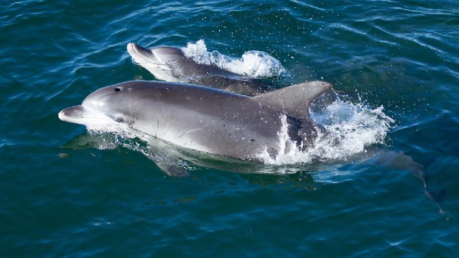 See dolphins in their natural habitat as you cruise with Jervis Bays most awarded cruise company!