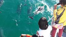 1.5 Hour Dolphin Watching Cruise - Jervis Bay