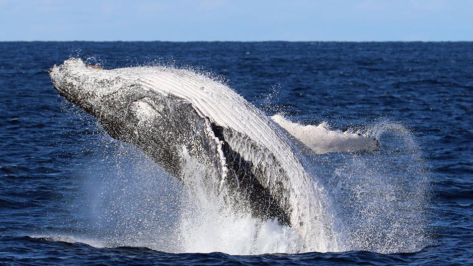 Take a whale tour with Shellharbour Wild for incredible encounter with migrating Humpback Whales! 