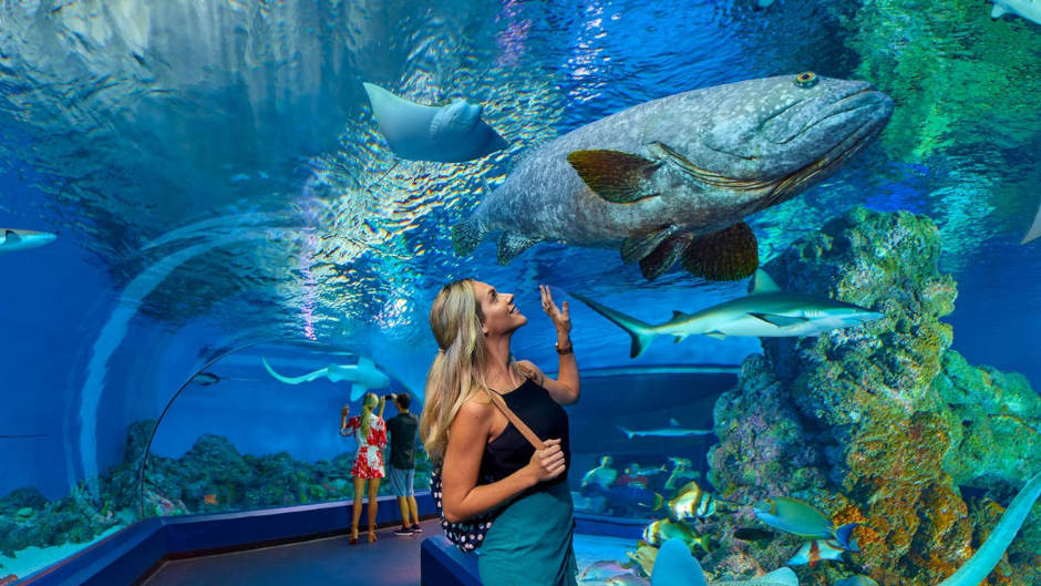 Cairns Aquarium