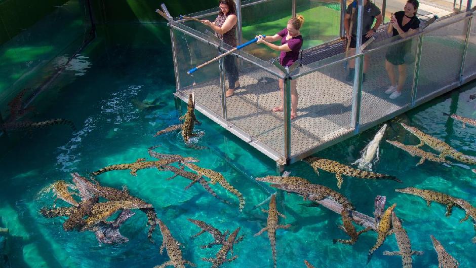 Experience the ultimate Crocodile wildlife experience at Crocosaurus Cove!