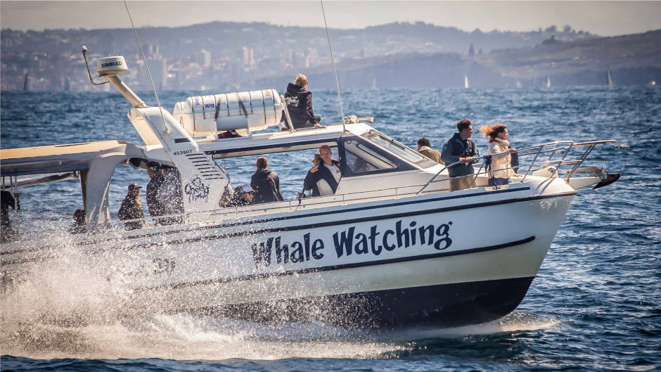 Enjoy an intimate whale-watching tour on our custom-built whale-watching boat in Sydney