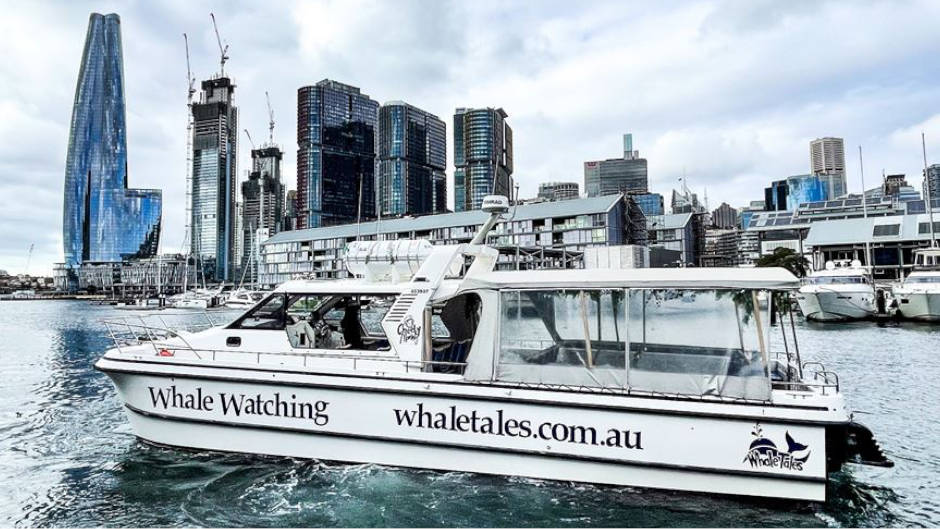 Enjoy an intimate whale-watching tour on our custom-built whale-watching boat in Sydney