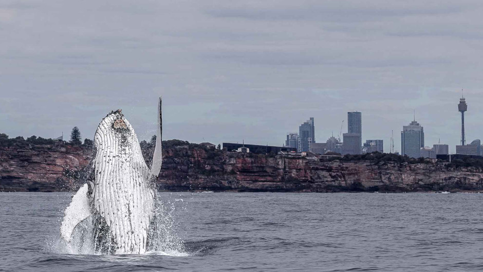 Enjoy an intimate whale-watching tour on our custom-built whale-watching boat in Sydney