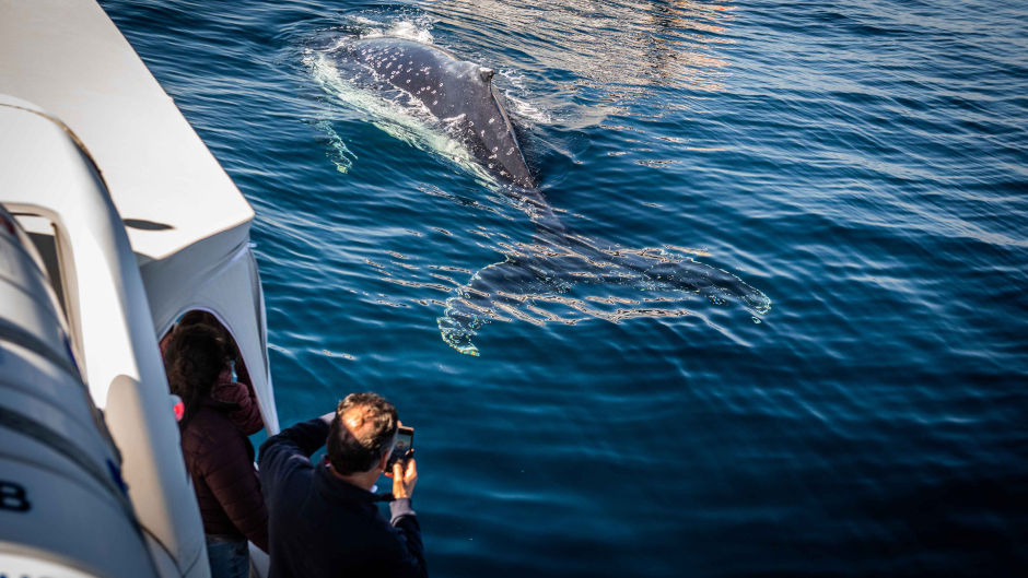 Enjoy an intimate whale-watching tour on our custom-built whale-watching boat in Sydney