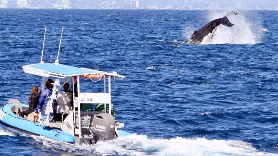 Join us for a Whale Watching Tour from Southport on the Gold Coast. Get a front-row seat to see the spectacular Humpback whales up close!