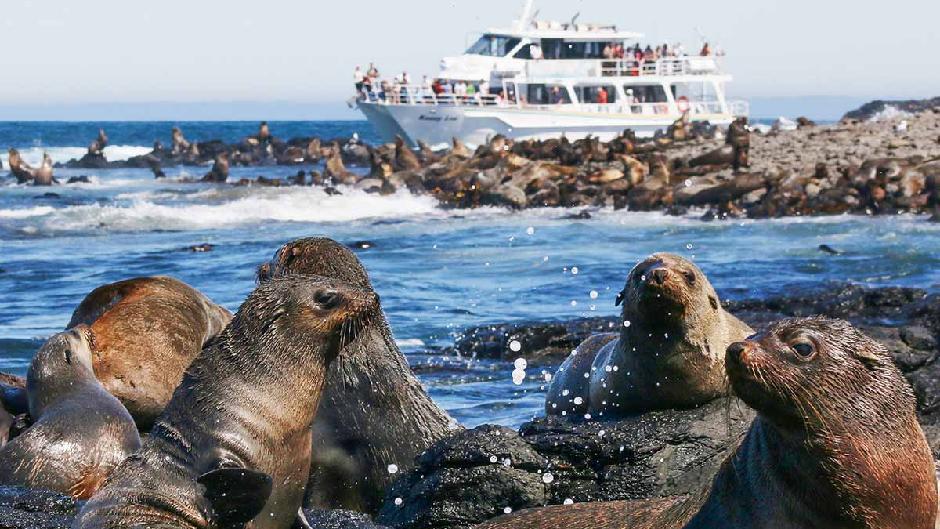 Phillip Island Seal Tour