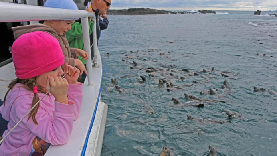 Enjoy the company of up to 5000+ seals on our Wildlife Cruise!