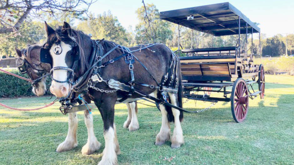 Enjoy a day in Hunter Valley riding on a horse carriage paired with award-winning wines & produce. 
