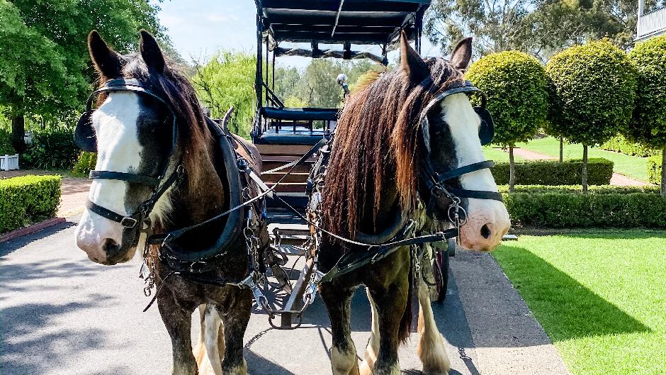 Join our Clip-Clop Stop Tour to experience Pokolbin in a unique way via horse and carriage. 
