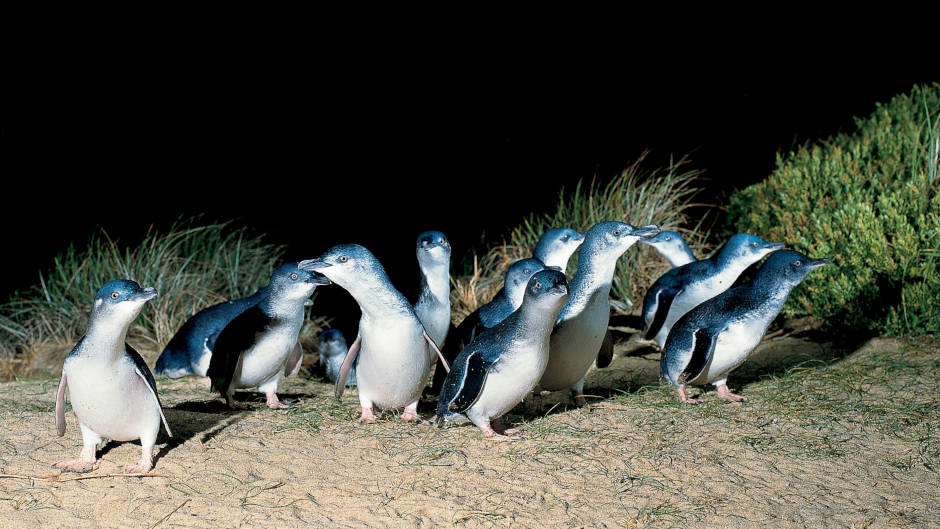 Get to know Victoria's local wildlife on our Phillip Island Penguin Tour.