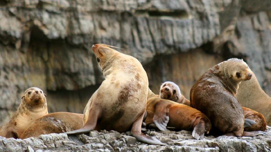 Depart Hobart for an incredible 3 hour wilderness cruise and your choice of Full Day Tour!