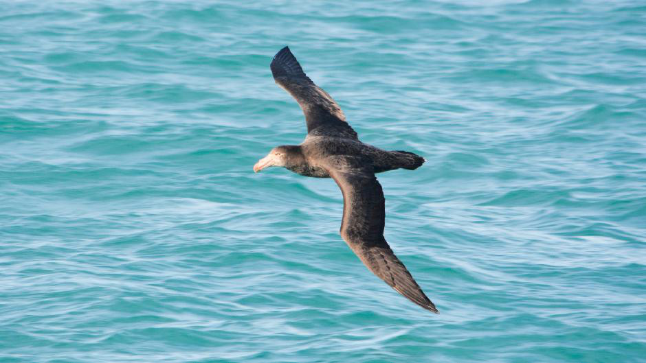 Enjoy an unforgettable private group wildlife cruise  along Akaroa’s picturesque Banks Peninsula coast for you and your friends!