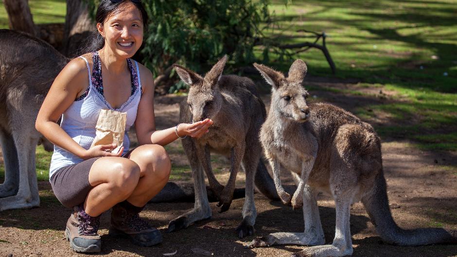 Soak up Tasmania’s pure and wild nature in a day of rainforest walks, picturesque waterfalls, wildlife and misty mountaintops. 