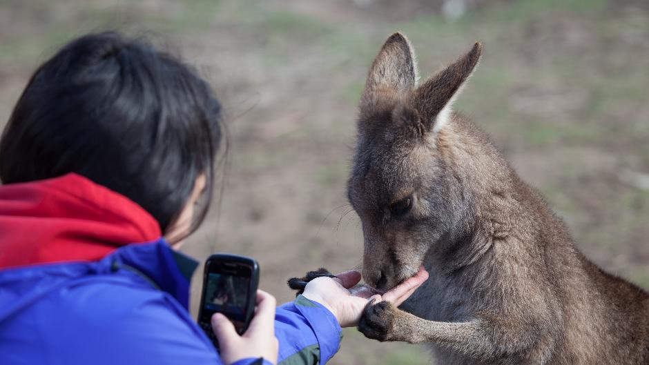 Soak up Tasmania’s pure and wild nature in a day of rainforest walks, picturesque waterfalls, wildlife and misty mountaintops. 